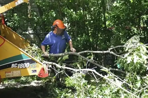 tree services Egg Harbor City